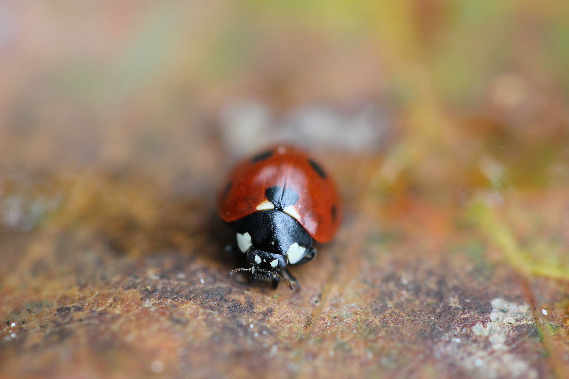 The photograph shows a ladybug. 
This photograph was taken in France, more precisely in the forest of "Cerdon" in Sologne
Change done: cropping